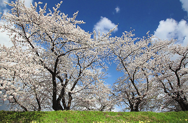 포토 JPG 해외이미지 주간 나무 사람없음 야외 맑음 봄 벚꽃 해외202004 해외포토 자연요소 식물 계절 꽃 날씨 파일형식 이미지허브