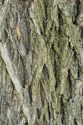 포토 JPG 해외이미지 나무 디자인 공원 백그라운드 패턴 자연 추상 통 사람없음 야외 갈색 균열 유기농 질감 나무껍질 내추럴 수목 옛날 울퉁불퉁 노화 해외202004 해외포토 식물 웰빙 공공시설 컬러 컨셉 무늬 모션 껍질 생태계 파일형식 이미지허브