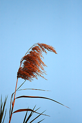포토 JPG 해외이미지 식물 아프리카 자연 하늘 갈대 사람없음 보츠와나 해외202004 해외포토 나라 생태계 파일형식 이미지허브