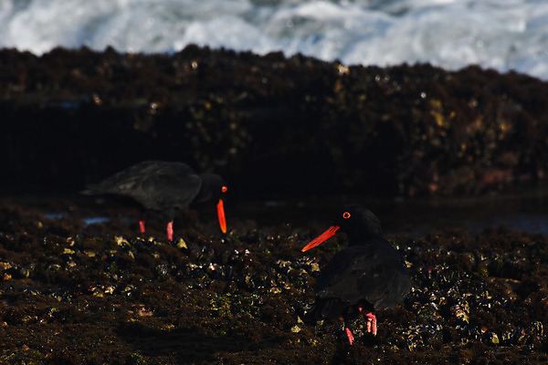 포토 JPG 해외이미지 동물 커플 바다 백그라운드 신체 날개 오렌지 자연 조류 이끼 사람없음 가로 빨간색 초록색 물 환경 검은색 사진촬영 쌍 깃털 부리 홍합 암초 서식지 계산서 내추럴 남아프리카 해외202004 해외포토 자연요소 컬러 과일 관계 아프리카 어패류 촬영 생태계 파일형식 이미지허브