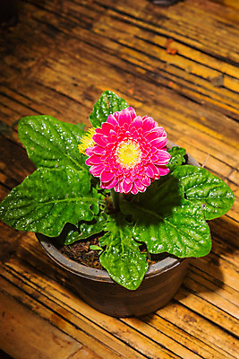 포토 JPG 해외이미지 식물 꽃잎 꽃 분홍색 꽃무늬 패턴 자연 선물 사람없음 장식 빨간색 컬러풀 흰색 개화 데이지 거베라 고립 캐모마일 해외202004 해외포토 컬러 무늬 허브 생태계 파일형식 이미지허브