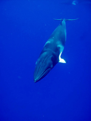 포토 JPG 해외이미지 동물 야생동물 바다 여행 백그라운드 포유류 자연 어류 사람없음 물 수중 수영 회색 호주 고래 다이빙 해외202004 해외포토 자연요소 컬러 수중동물 수상스포츠 오세아니아 생태계 수중스포츠 파일형식 이미지허브