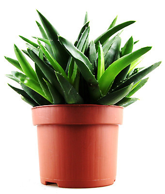 포토 JPG 해외이미지 화분 사람없음 피부관리 흰배경 알로에 알로에베라 해외202004 해외포토 식물 백그라운드 뷰티 흰색 파일형식 이미지허브