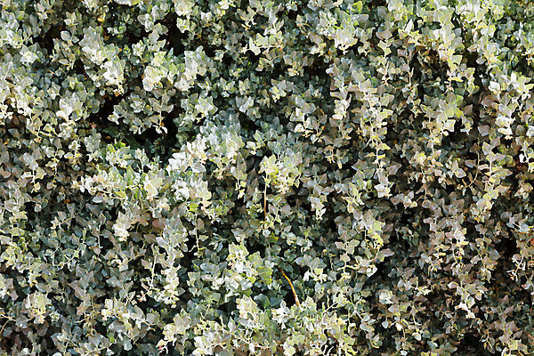 포토 JPG 해외이미지 식물 백그라운드 잎 자연 추상 사람없음 야외 초록색 농장 평화 환경 화목 성장 신선 순수 유기농 생태계 질감 부드러움 생태학 해외202004 해외포토 웰빙 교육 컬러 컨셉 무늬 농업 감각 파일형식 이미지허브