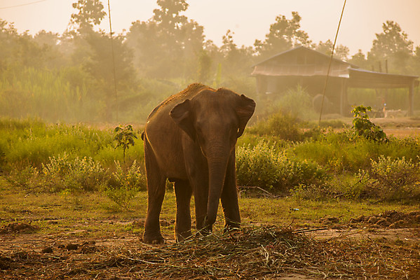 포토 JPG 해외이미지 동물 공원 야생동물 포유류 아프리카 자연 엄마 코끼리 그림자 풍경 사람없음 야외 걷기 환경 힘 아기 황무지 작음 큼 사파리 싱글 귀 케냐 내추럴 전국 해외202004 해외포토 공공시설 나라 가족 모션 사람 신체부위 크기 생태계 파일형식 이미지허브