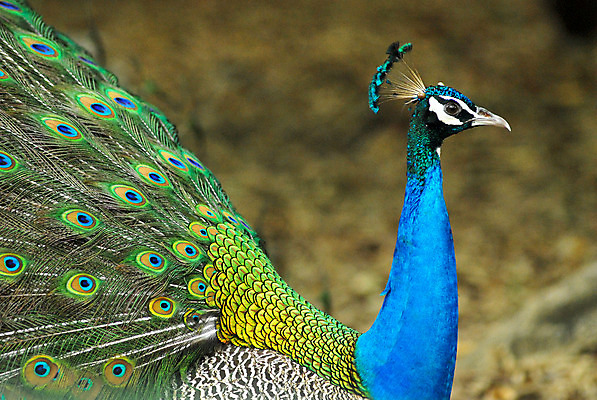 포토 JPG 해외이미지 한마리 남자 패턴 조류 사람없음 초록색 파란색 머리 전시 닫기 공작 깃털 정사각형 해외202004 해외포토 도형 동물 1 컬러 무늬 모션 사람 신체부위 파일형식 이미지허브