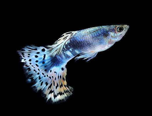 포토 JPG 해외이미지 동물 남자 백그라운드 이동 오렌지 모션 자연 어류 사람없음 장식 빨간색 물 반려동물 유행 검은색 수중 수영 신선 공작 꼬리 탱크 수족관 강렬 고립 해외202004 해외포토 자연요소 컬러 컨셉 과일 조류 사람 수중동물 수상스포츠 생태계 파일형식 이미지허브