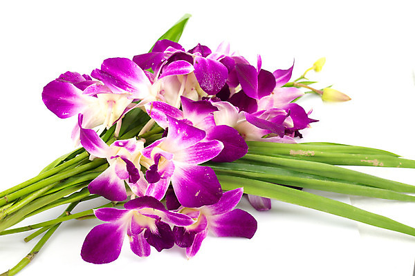 포토 JPG 해외이미지 식물 꽃잎 꽃 줄기 분홍색 백그라운드 자연 사람없음 초록색 정원 스파 봄 벚꽃 흰색 점 난초 우아함 싱글 호접란 고립 해외202004 해외포토 계절 컬러 컨셉 생태계 파일형식 이미지허브