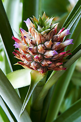 포토 JPG 해외이미지 식물 꽃 문화 음식 분홍색 잎 밭 농업 과일 자연 귤 건강 사람없음 야외 빨간색 초록색 농작물 컬러풀 농장 정원 보라색 수확 성장 벚꽃 나뭇가지 시골 신선 달콤 파인애플 유기농 날것 날카로움 밭일 이국적 세련 해외202004 해외포토 나무 웰빙 산업 컬러 맛 열대과일 생태계 파일형식 이미지허브