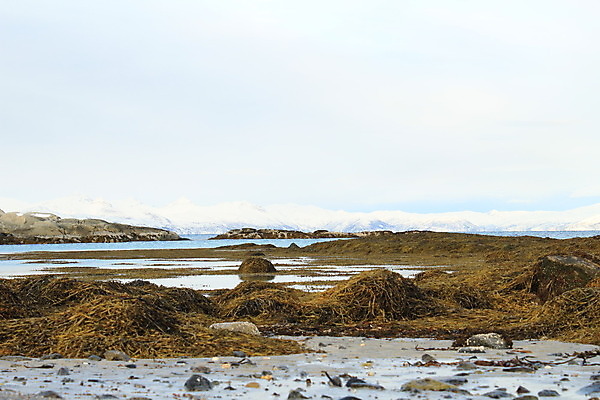 포토 JPG 해외이미지 식물 음식 바다 여행 백그라운드 자연 표면 추상 새로움 노르웨이 사람없음 야외 초록색 물 파란색 반사 갈색 노란색 바위 해조류 닫기 묘사 질감 장면 태평양 서식지 남쪽 내추럴 수경재배 해외202004 해외포토 자연요소 유럽 컬러 컨셉 무늬 모션 돌_바위 해양식물 방향 생태계 파일형식 이미지허브