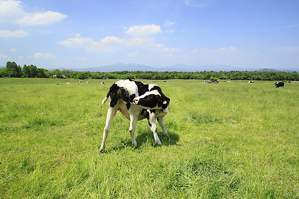 포토 JPG 해외이미지 동물 구름 백그라운드 밭 농업 자연 하늘 풍경 사람없음 초록색 파란색 햇빛 농장 검은색 소고기 우유 흰색 시골 신선 소 해외202004 해외포토 자연요소 산업 컬러 포유류 유제품 육류 태양 생태계 파일형식 이미지허브