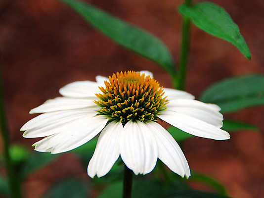 포토 JPG 해외이미지 식물 꽃잎 꽃 자연 사람없음 컬러풀 정원 봄 흰색 개화 원뿔 해외202004 해외포토 도형 계절 컬러 생태계 파일형식 이미지허브