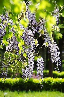 포토 JPG 해외이미지 나무 식물 꽃 분홍색 잎 자연 사람없음 초록색 정원 보라색 봄 벚꽃 개화 제비꽃 원예 라일락 내추럴 해외202004 해외포토 계절 컬러 취미 생태계 파일형식 이미지허브