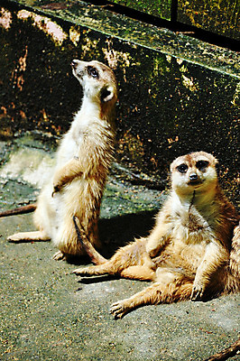 포토 JPG 해외이미지 동물 응시 공원 얼굴 야생동물 포유류 가족 아프리카 자연 엄마 생물 털 동물원 서기 경비 앉기 사람없음 야외 갈색 사막 아기 관찰 입 황무지 보호 작음 모피 사파리 손목시계 주둥이 남쪽 경보 남아프리카 미어캣 생태학 칼라하리 해외202004 해외포토 시선 공공시설 교육 나라 시계 컬러 컨셉 장신구 관계 모션 안전 사람 신체부위 크기 방향 생태계 파일형식 이미지허브