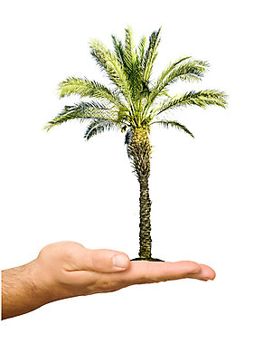 포토 JPG 해외이미지 나무 식물 손 백그라운드 잎 자연 손바닥 선물 사람없음 초록색 흰색 팔 고립 생태학 해외202004 해외포토 교육 컬러 신체부위 생태계 파일형식 이미지허브