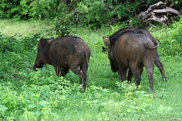 포토 JPG 해외이미지 나무 동물 공원 아시아 야생동물 여행 사람없음 초록색 행운 숲 12월 사파리 스리랑카 이국적 해외202004 해외포토 식물 공공시설 나라 컬러 컨셉 날짜 파일형식 이미지허브