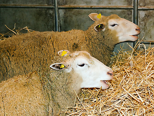 포토 JPG 해외이미지 음식 농업 육류 사람없음 상자 가축 침대 양 공평 양모 해외202004 해외포토 동물 산업 가구 식재료 포유류 직물 파일형식 이미지허브