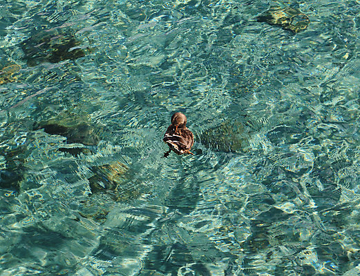 포토 JPG 해외이미지 동물 호수 야생동물 자연 조류 생물 오리 사람없음 물 수영 원형 깃털 캘리포니아 물새 청둥오리 몸단장 민물 잔물결 터키석 해외202004 해외포토 자연요소 도형 물결 미국 수상스포츠 보석 생태계 파일형식 이미지허브