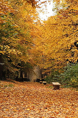 포토 JPG 해외이미지 나무 잎 벤치 사람없음 빛 태양 걷기 산책 가을 고독 숲 시트 단계 해외202004 해외포토 자연요소 식물 계절 감정 의자 모션 휴식 파일형식 이미지허브