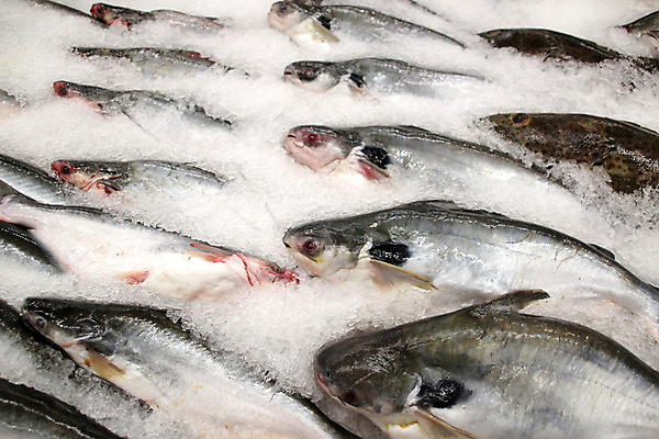 포토 JPG 해외이미지 동물 접시 호수 음식 백그라운드 캐나다 재료 자연 낚시 잉글랜드 건강 육류 어류 요리 사람없음 장식 물 강 세일 환경 상점 식당 냉동 얼음 검은색 식사 저녁식사 추위 튀김 흰색 신선 시장 맛 보호 시원함 굽기 계산대 해산물 러시아 레시피 잉어 슈퍼마켓 내추럴 러시아인 해외202004 해외포토 자연요소 서양인 식기 유럽 컬러 컨셉 북아메리카 식재료 레저 영국 수중동물 구이 생태계 파일형식 이미지허브