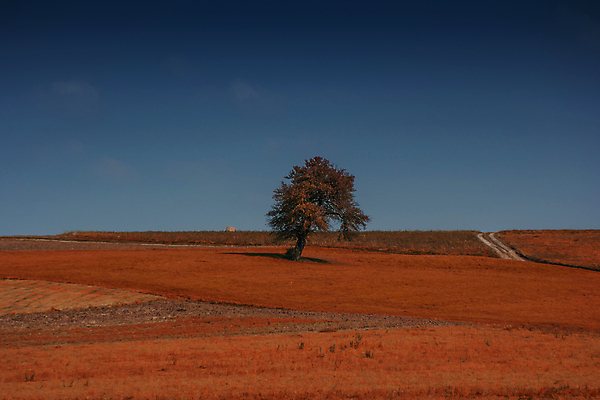 포토 JPG 해외이미지 주간 나무 식물 여행 밭 하늘 건조 풍경 사람없음 야외 빛 고독 수평선 해외202004 해외포토 자연요소 감정 농업 파일형식 이미지허브