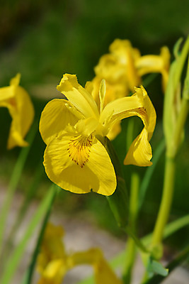 포토 JPG 해외이미지 식물 꽃 잎 자연 사람없음 야외 초록색 정원 봄 닫기 해외202004 해외포토 계절 컬러 모션 생태계 파일형식 이미지허브