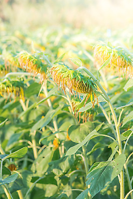 포토 JPG 해외이미지 식물 꽃잎 꽃 백그라운드 꽃무늬 밭 자연 사람없음 야외 가로 초록색 여름 파란색 노란색 정원 봄 벚꽃 흰색 개화 선택 원예 부드러움 내추럴 깊이 블러 해외202004 해외포토 계절 컬러 컨셉 무늬 농업 취미 감각 생태계 파일형식 이미지허브