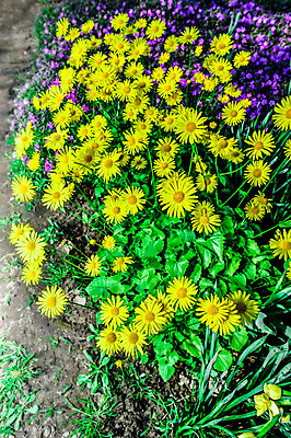 포토 JPG 해외이미지 식물 계절 공원 꽃잎 꽃 화분 분홍색 여행 백그라운드 잎 꽃무늬 밭 자연 하늘 사람없음 야외 장식 가로 빨간색 초록색 여름 노란색 머리 정원 보라색 봄 활발 성장 벚꽃 흰색 시골 신선 그룹 오브젝트 원예 조경 화단 내추럴 영원 캐모마일 전경 해외202004 해외포토 공공시설 컬러 컨셉 무늬 농업 풍경 취미 신체부위 허브 생태계 파일형식 탑뷰 이미지허브