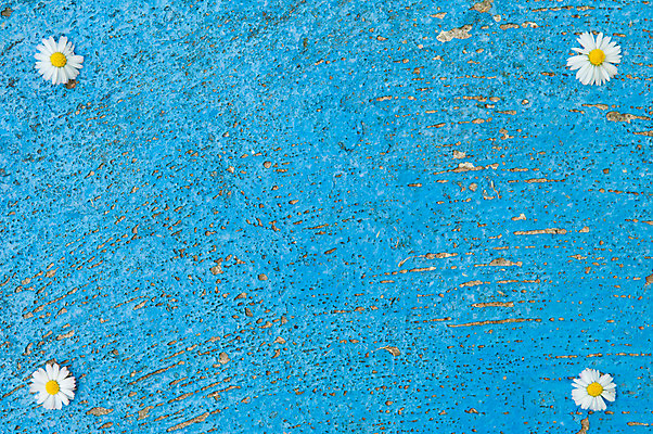 포토 JPG 해외이미지 디자인 배너 꽃 포스터 백그라운드 컨셉 패턴 벽지 표면 미술 사람없음 파란색 빛 우주 공백 수확 흰색 당구 질감 복고 데이지 심플 스크래치 내추럴 옛날 터키석 특별함 카피스페이스 해외202004 해외포토 식물 컬러 무늬 농업 문화예술 구기 보석 파일형식 이미지허브