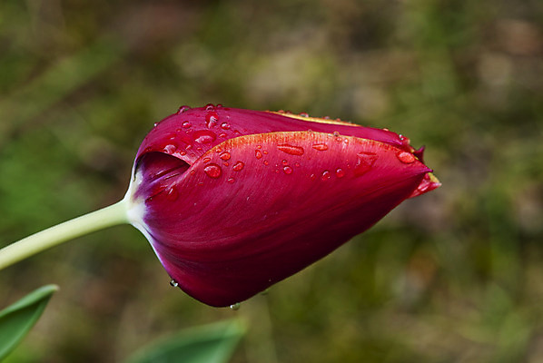 포토 JPG 해외이미지 식물 계절 공원 꽃잎 꽃 분홍색 꽃다발 백그라운드 잎 꽃무늬 밭 자연 하늘 부활절 새로움 사람없음 야외 빨간색 초록색 여름 파란색 컬러풀 정원 봄 튤립 벚꽃 흰색 하트 신선 다발 네덜란드 내추럴 고립 해외202004 해외포토 모양 공공시설 기념일 유럽 컬러 컨셉 무늬 농업 생태계 파일형식 이미지허브