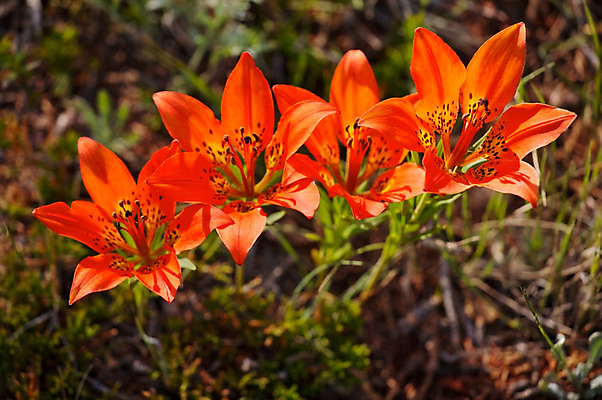 포토 JPG 해외이미지 꽃 오렌지 자연 사람없음 목재 환경 봄 성장 신선 개화 내추럴 생태학 서쪽 해외202004 해외포토 나무 식물 계절 교육 과일 재료 방향 생태계 파일형식 이미지허브