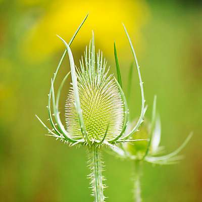 포토 JPG 해외이미지 꽃 꽃무늬 자연 사람없음 여름 개화 네덜란드 해외202004 해외포토 식물 계절 유럽 무늬 생태계 파일형식 이미지허브