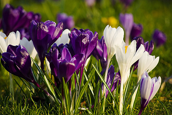 포토 JPG 해외이미지 식물 계절 공원 꽃잎 꽃 잎 꽃무늬 밭 자연 사람없음 야외 초록색 햇빛 노란색 정원 보라색 봄 성장 벚꽃 흰색 개화 닫기 작음 제비꽃 내추럴 사프란 해외202004 해외포토 공공시설 컬러 무늬 농업 모션 태양 크기 향신료 생태계 파일형식 이미지허브
