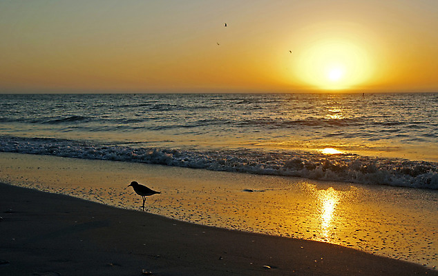 포토 JPG 해외이미지 동물 실루엣 모래 파도 바다 여행 백그라운드 오렌지 자연 갈매기 조류 하늘 휴가 휴식 따뜻함 풍경 사람없음 야외 물 여름 빛 햇빛 반사 맑음 미국 황혼 일몰 새벽 저녁 검색 수유 파라다이스 수평선 플로리다 해외202004 해외포토 자연요소 계절 컨셉 북아메리카 과일 날씨 촬영기법 태양 노을 야간 생태계 파일형식 이미지허브