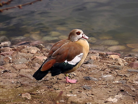 포토 JPG 해외이미지 동물 응시 호수 백그라운드 자연 조류 오리 동물원 사람없음 야외 물 강 컬러풀 갈색 머리 연못 깃털 만족 싱글 부리 거위 동물상 해외202004 해외포토 자연요소 시선 감정 컬러 신체부위 조형물 생태계 파일형식 이미지허브