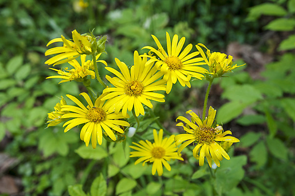 포토 JPG 해외이미지 식물 꽃잎 꽃 줄기 잎 건강 사람없음 초록색 컬러풀 노란색 환경 봄 벚꽃 인사 개화 생태학 해외202004 해외포토 계절 교육 컬러 예절 파일형식 이미지허브
