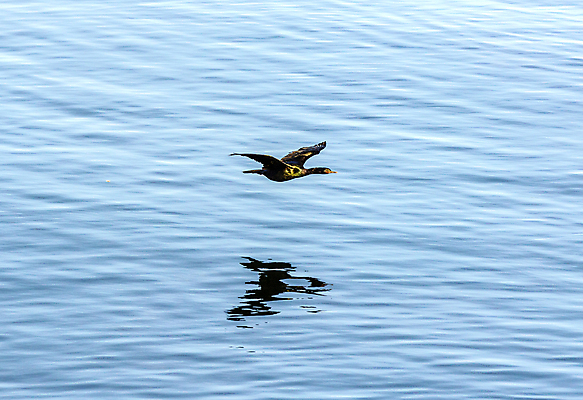 포토 JPG 해외이미지 주간 한마리 해외풍경 바다 사람없음 야외 미국 비행 캘리포니아 가마우지 해외202004 해외포토 자연요소 1 해외 북아메리카 조류 풍경 파일형식 이미지허브