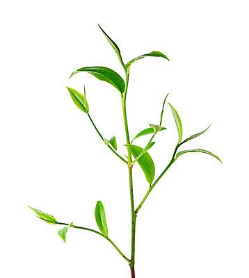 포토 JPG 해외이미지 나무 식물 계절 줄기 백그라운드 잎 패턴 농업 자연 새로움 건강 3 사람없음 초록색 여름 농장 우주 봄 회색 성장 흰색 나뭇가지 신선 닫기 차 허브 싱글 유기농 내추럴 고립 해외202004 해외포토 웰빙 산업 음료 컬러 컨셉 무늬 모션 생태계 파일형식 이미지허브