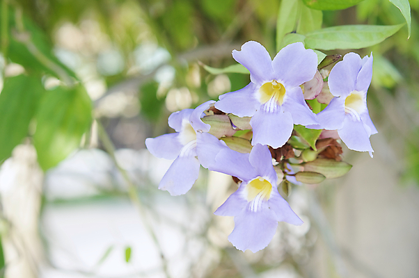 포토 JPG 해외이미지 식물 꽃 잎 사람없음 장식 초록색 파란색 보라색 덩굴 보케 트럼펫 포도나무 해외202004 해외포토 컬러 과일나무 금관악기 파일형식 이미지허브