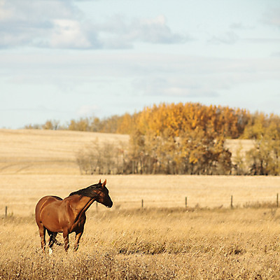 포토 JPG 해외이미지 동물 남자 스포츠 밭 포유류 자연 하늘 사람없음 야외 초록색 파란색 빛 달리기 태양 농장 갈색 머리 점프 힘 일몰 목장 회색 자유 흰색 군중 속도 먼지 갈기 달리기선수 땅바닥 무료 해외202004 해외포토 자연요소 컬러 컨셉 농업 모션 바닥 사람 신체부위 노을 생태계 육상선수 파일형식 이미지허브