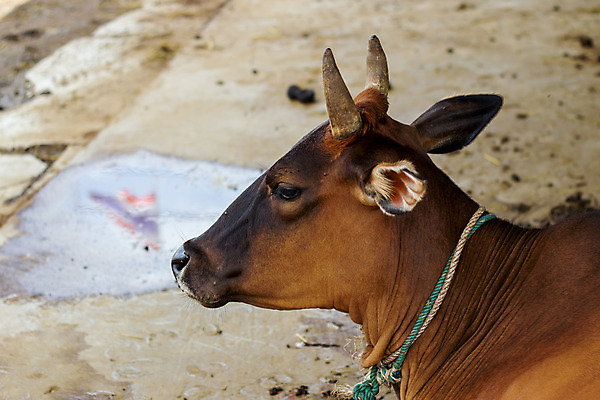 포토 JPG 해외이미지 동물 농업 포유류 태국 자연 육류 사람없음 농장 갈색 소고기 우유 소 닫기 땅바닥 해외202004 해외포토 산업 아시아 컬러 식재료 모션 유제품 바닥 생태계 파일형식 이미지허브