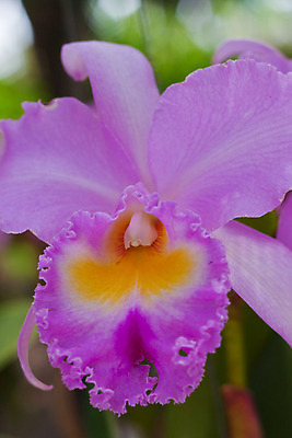 포토 JPG 해외이미지 식물 디자인 꽃잎 꽃 분홍색 꽃다발 잎 꽃무늬 패턴 자연 사람없음 장식 환경 정원 보라색 봄 벚꽃 흰색 나뭇가지 시골 난초 우아함 닫기 배열 제비꽃 보케 향 내추럴 해외202004 해외포토 나무 계절 컬러 컨셉 무늬 모션 생태계 파일형식 이미지허브