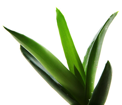 포토 JPG 해외이미지 사람없음 피부관리 흰배경 알로에 알로에베라 해외202004 해외포토 식물 백그라운드 뷰티 흰색 파일형식 이미지허브