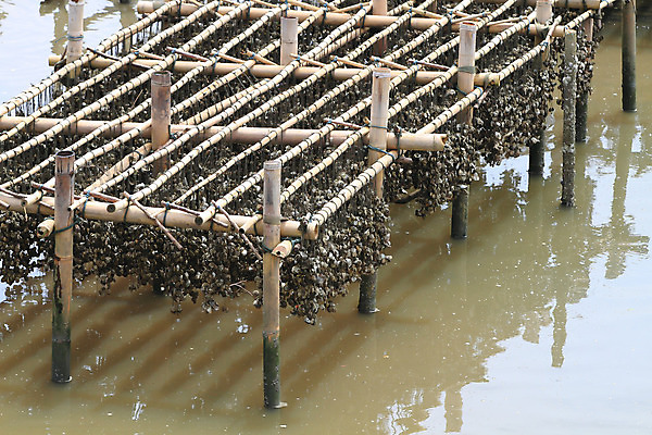 포토 JPG 해외이미지 문화 선 밧줄 줄 바다 과일 태국 요리 사람없음 물 농장 주방 저녁식사 굴 실 코드 맛 먹기 해산물 대나무 날것 레시피 식욕 전문 해외202004 해외포토 자연요소 나무 아시아 컨셉 농업 모션 어패류 식사 파일형식 이미지허브