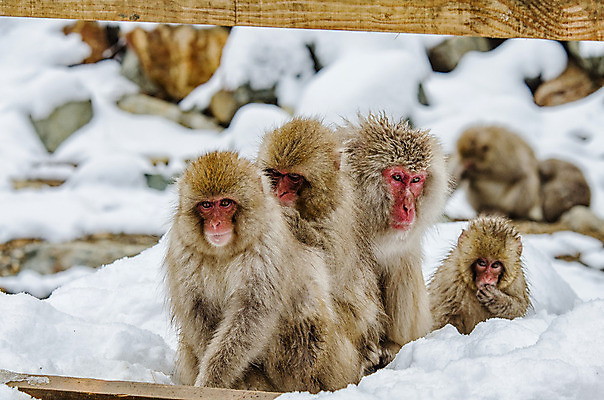 포토 JPG 해외이미지 나무 동물 공원 얼굴 야생동물 분홍색 조각 겨울 포유류 털 사람 사람없음 갈색 걷기 일본 얼음 봄 산책 추위 원숭이 표현 관찰 뜨거움 호기심 오르기 유인원 폭설 해외202004 해외포토 자연요소 식물 계절 공공시설 감정 아시아 컬러 컨셉 모션 휴식 눈_날씨 신체부위 자연재해 파일형식 이미지허브