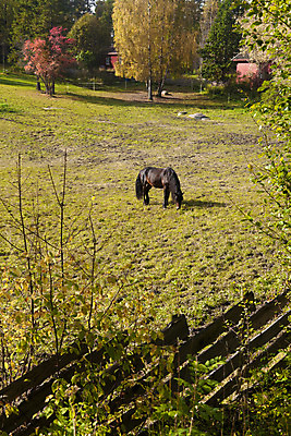 포토 JPG 해외이미지 주간 나무 동물 구름 밭 자연 하늘 부동산 주택 풍경 잔디 사람없음 목재 초록색 여름 울타리 농장 농경지 봄 목장 가을 시골 재산 땅 먹기 외양간 진짜 해외202004 해외포토 자연요소 식물 계절 컬러 농업 재료 모션 건물 금융 담장 생태계 파일형식 이미지허브