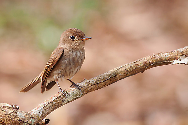 포토 JPG 해외이미지 동물 야생동물 자연 조류 사람없음 갈색 나뭇가지 점 해외202004 해외포토 나무 컬러 생태계 파일형식 이미지허브