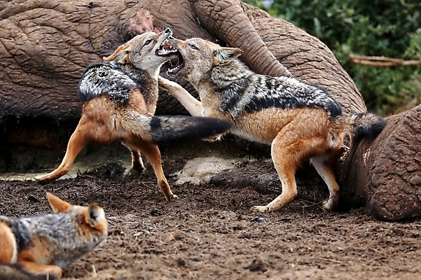 포토 JPG 해외이미지 동물 야생동물 2 포유류 아프리카 코끼리 국립공원 육류 사람없음 검은색 죽음 개 작음 사파리 피부 싸움 육식동물 숨김 공격적 썩음 해외202004 해외포토 공원 나라 컬러 컨셉 식재료 모션 신체부위 크기 파일형식 이미지허브