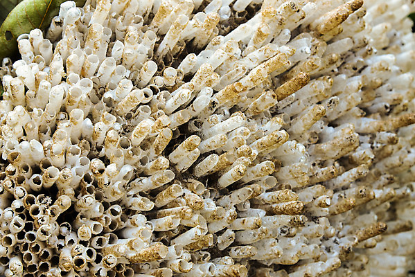 포토 JPG 해외이미지 종이 야생동물 곤충 건축양식 자연 사람없음 컬러풀 노란색 작업 말벌 육각형 해외202004 해외포토 도형 동물 건축 컬러 벌_곤충 생태계 파일형식 이미지허브