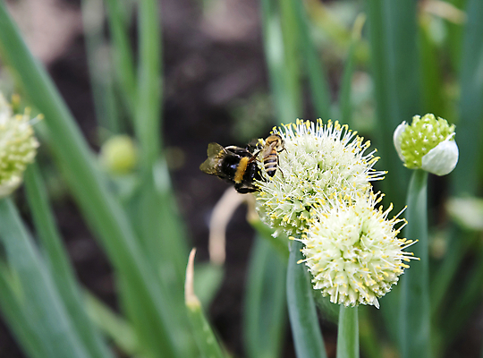 포토 JPG 해외이미지 식물 동물 계절 꽃잎 꽃 곤충 백그라운드 꽃무늬 날개 자연 양파 사람없음 야외 초록색 컬러풀 태양 정원 맑음 봄 벚꽃 벌 수집 꽃가루 꿀 내추럴 호박벌 해외202004 해외포토 자연요소 컬러 무늬 채소 날씨 벌_곤충 가루 생태계 파일형식 이미지허브
